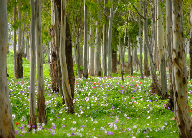 Emma’s Lost Adventure: A Tale of Friendship by Shachar Abergel - Ourboox.com