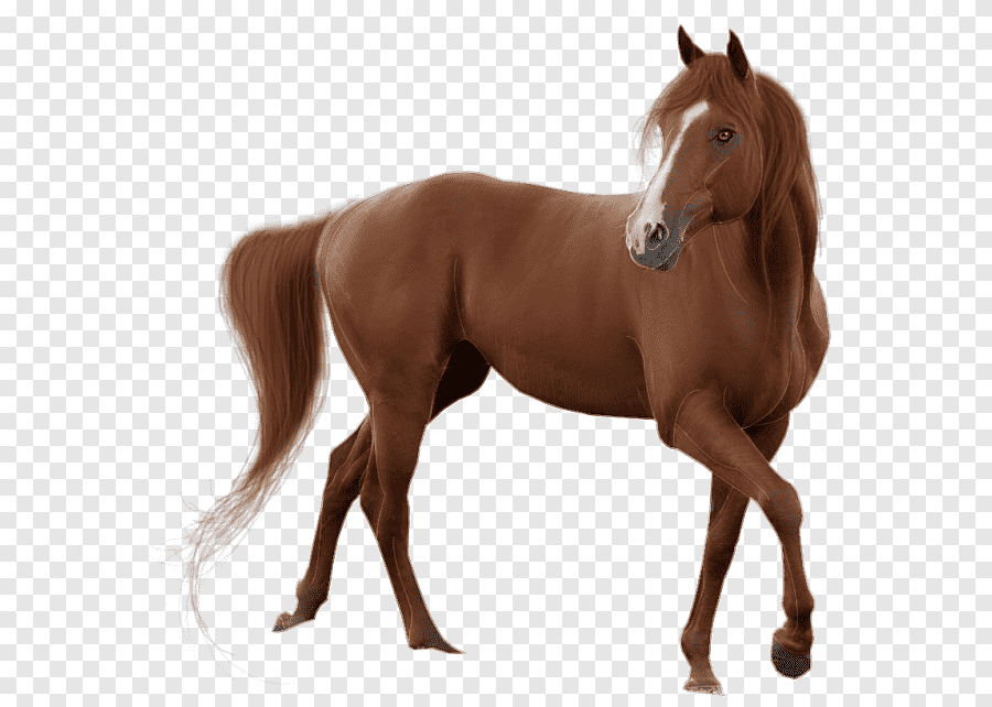 الحيوانات والألوان by temaa abu - Ourboox.com