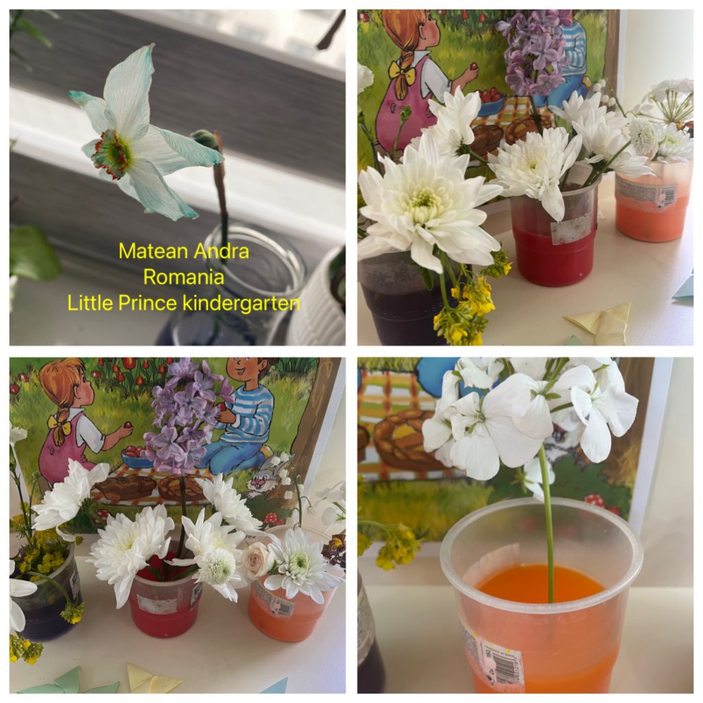 My Material is From Nature project OUR MATERIAL: FLOWERS booklet by Jūratė Dzindzalietienė - Ourboox.com