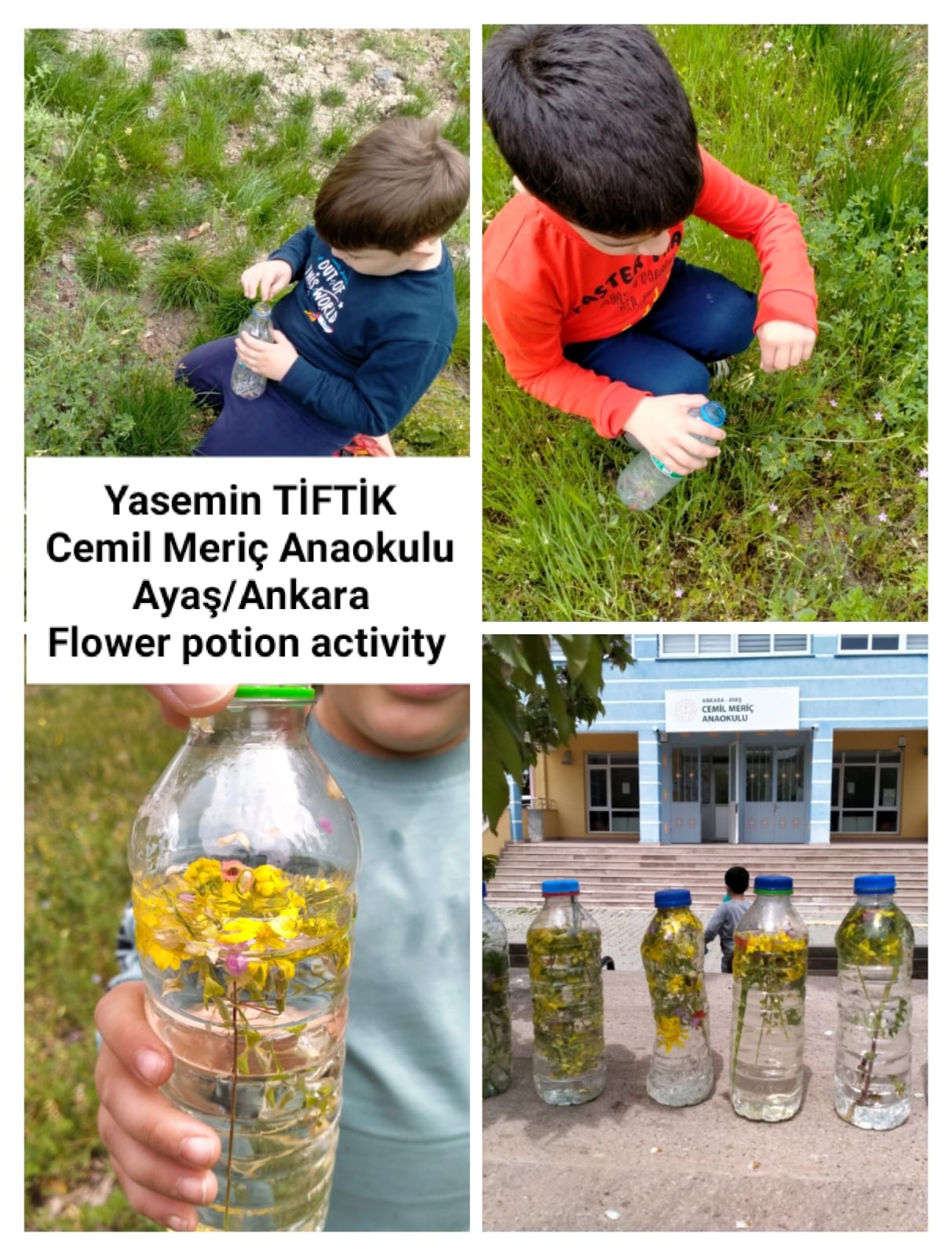 My Material is From Nature project OUR MATERIAL: FLOWERS booklet by Jūratė Dzindzalietienė - Ourboox.com