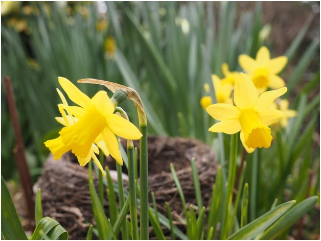 In a Divorce With a Narcissist? A Guide To Dealing With a Narcissist Spouse by Albert J. Windham - Ourboox.com