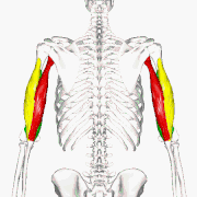 the body by meir vaknin - Ourboox.com