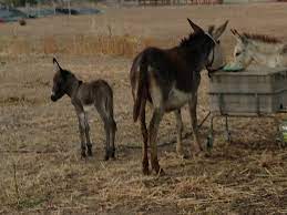 הצאצאים של בעלי חיים by maryam assadi - Ourboox.com