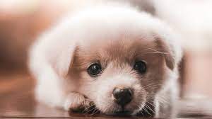 הצאצאים של בעלי חיים by maryam assadi - Ourboox.com