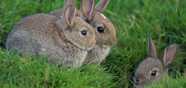 الأرنب الصغير by maryam - Ourboox.com