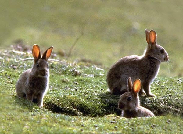 الأرنب الصغير by maryam - Ourboox.com