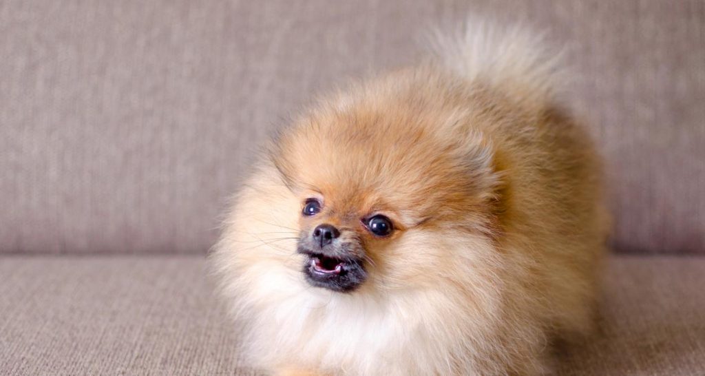 Малко кученце by Radostina Grigorova - Ourboox.com