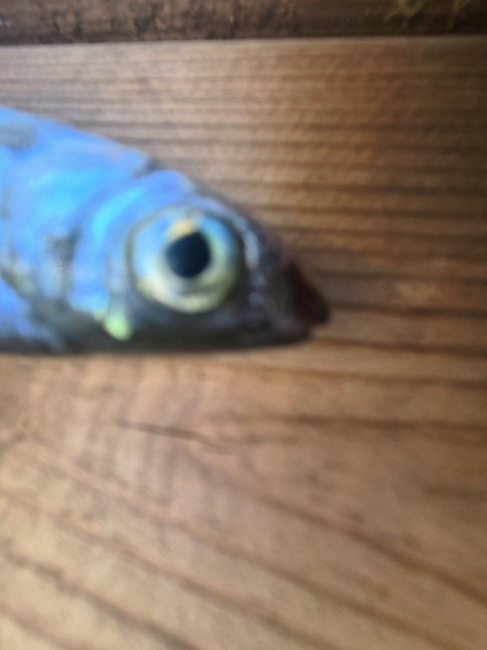 Лето – это хорошо by Anastasia - Ourboox.com