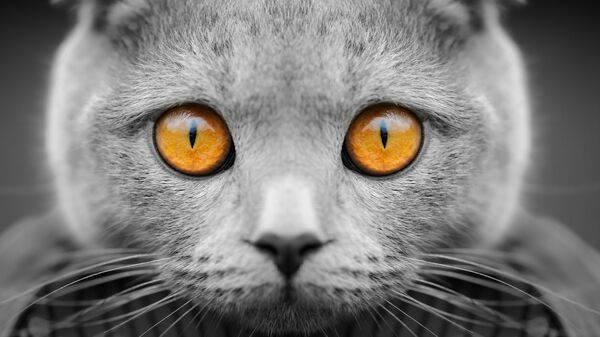 КОШКИ