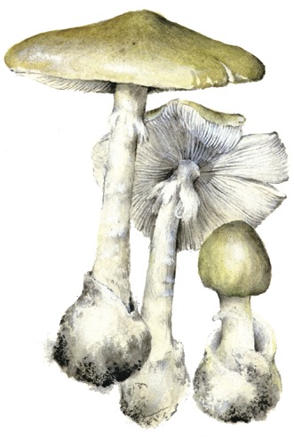 Грибы-убийцы by Ekaterina - Ourboox.com