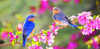 СЕЗОНИ by Teodora Dimanina - Ourboox.com