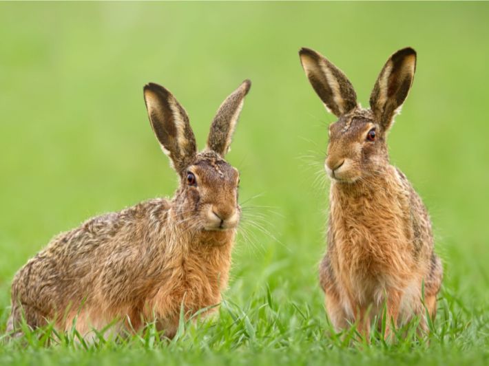 الأرنب الصغير by maryam - Ourboox.com