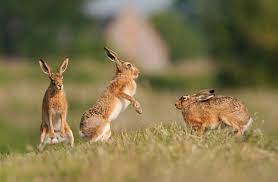 الأرنب الصغير by maryam - Ourboox.com