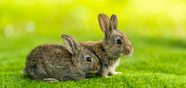 الأرنب الصغير by maryam - Ourboox.com