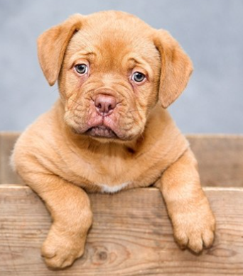 Домашен любимец by Petq Nemska - Ourboox.com