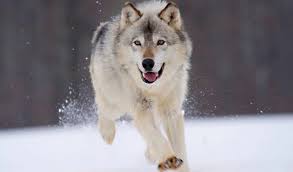 Вълк в Барселона by Antoaneta Kirova - Illustrated by Антоанета Кирова - Ourboox.com