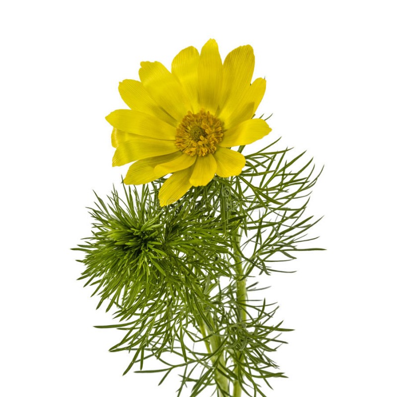 Растения Смоленской области by knade - Ourboox.com