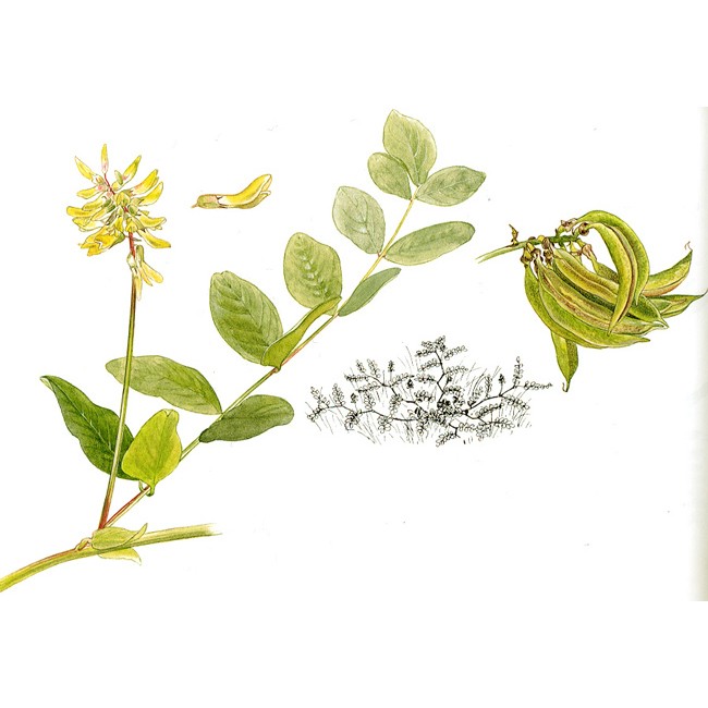 Растения Смоленской области by knade - Ourboox.com