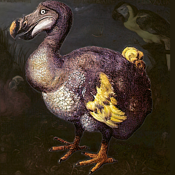 Dodo by Elif Su Kömür - Ourboox.com