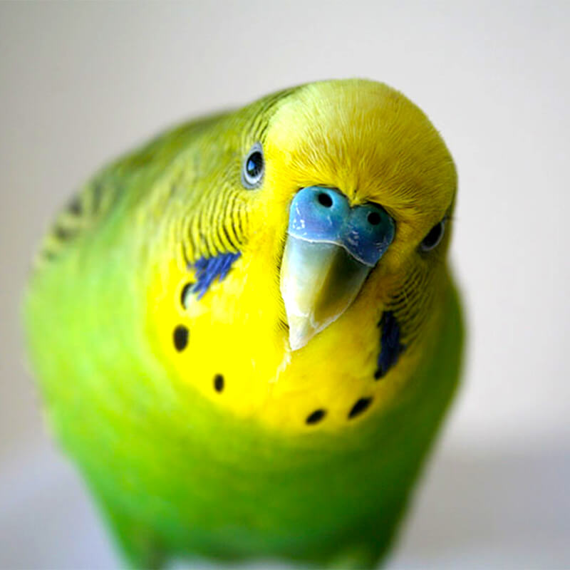 Budgerigar by Engin - Ourboox.com