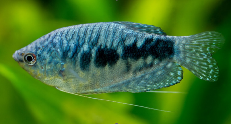 Великі секрети маленьких рибок! by STEM - Illustrated by Володимир Євтушок та Софія Ковшун - Ourboox.com