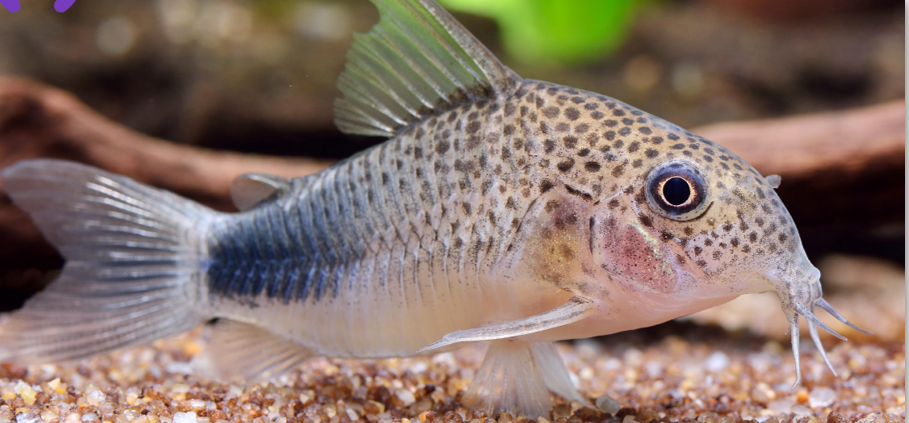 Великі секрети маленьких рибок! by STEM - Illustrated by Володимир Євтушок та Софія Ковшун - Ourboox.com