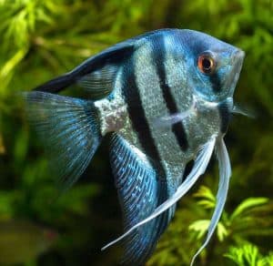 Великі секрети маленьких рибок! by STEM - Illustrated by Володимир Євтушок та Софія Ковшун - Ourboox.com