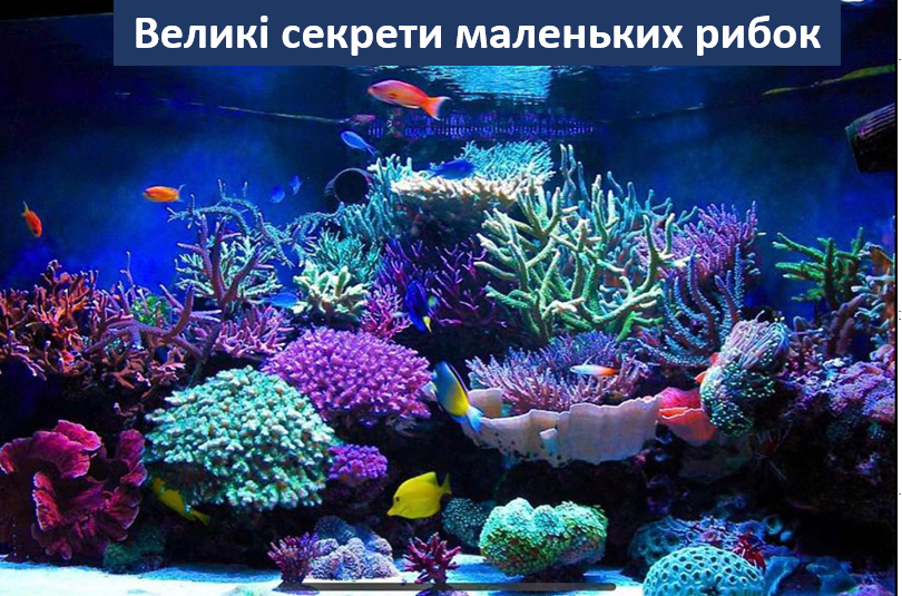 Великі секрети маленьких рибок! by STEM - Illustrated by Володимир Євтушок та Софія Ковшун - Ourboox.com