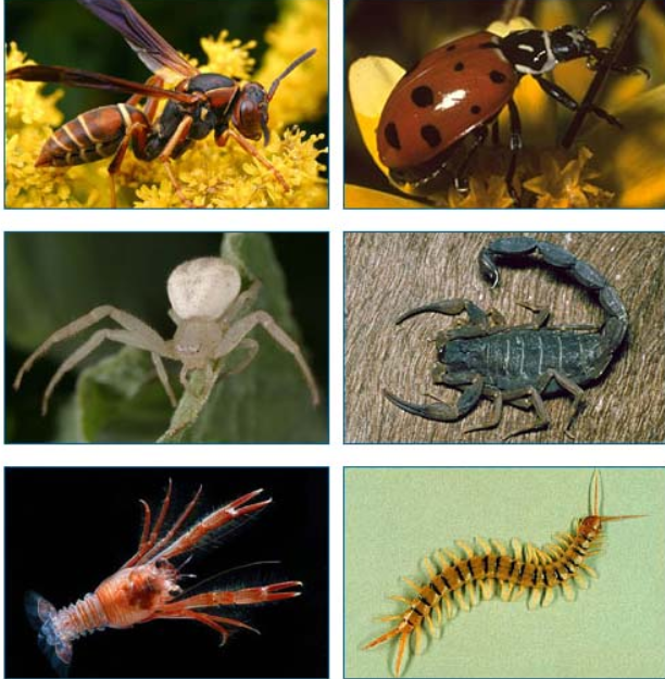 Членистоногі