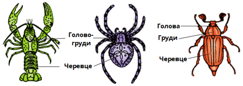 Членистоногі, їхні особливості та різноманітність by SvitlanaSydorova  - Ourboox.com
