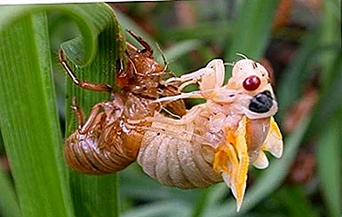 Членистоногі, їхні особливості та різноманітність by SvitlanaSydorova  - Ourboox.com