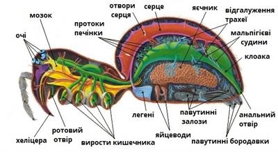 Членистоногі, їхні особливості та різноманітність by SvitlanaSydorova  - Ourboox.com