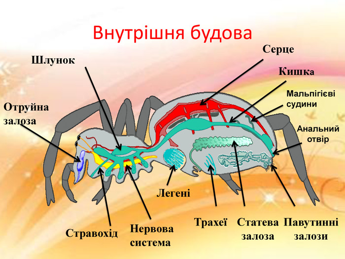 Членистоногі, їхні особливості та різноманітність by SvitlanaSydorova  - Ourboox.com
