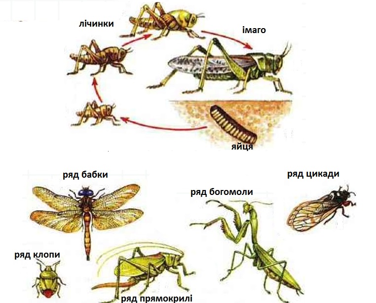Членистоногі, їхні особливості та різноманітність by SvitlanaSydorova  - Ourboox.com