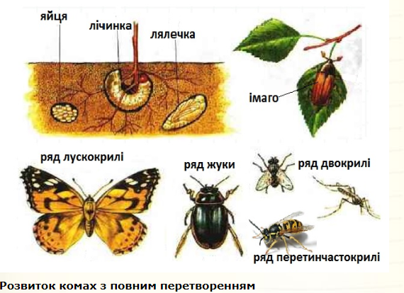 Членистоногі, їхні особливості та різноманітність by SvitlanaSydorova  - Ourboox.com