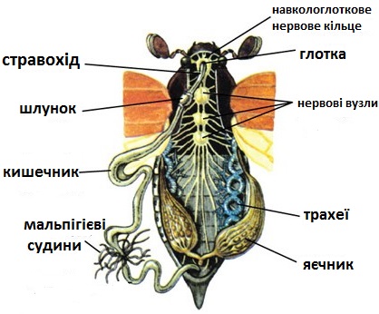 Членистоногі, їхні особливості та різноманітність by SvitlanaSydorova  - Ourboox.com
