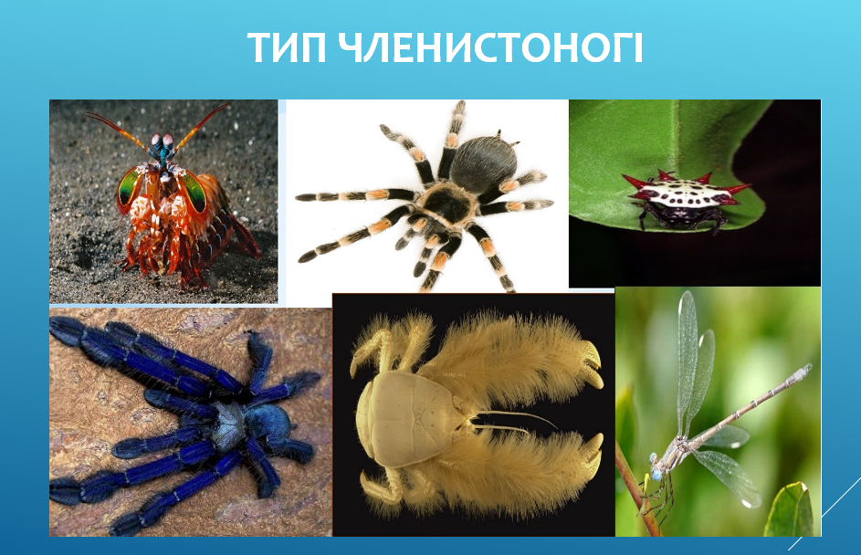 Членистоногі, їхні особливості та різноманітність by SvitlanaSydorova  - Ourboox.com