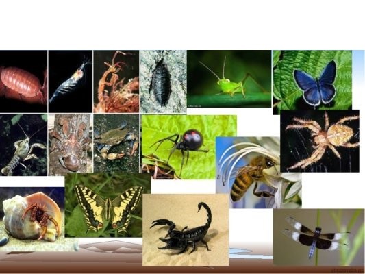 Членистоногі, їхні особливості та різноманітність by SvitlanaSydorova  - Ourboox.com