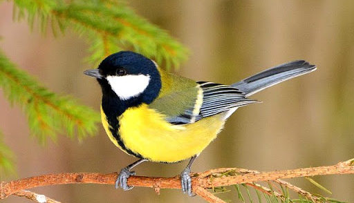 День синички by Lesay - Ourboox.com