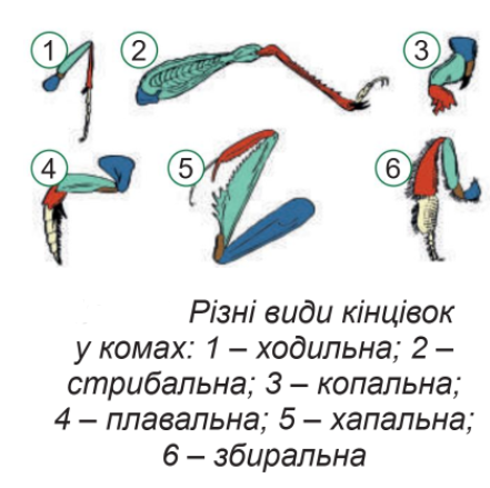 Членистоногі, їхні особливості та різноманітність by SvitlanaSydorova  - Ourboox.com