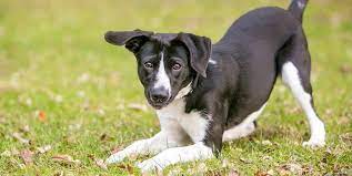 Пізнаємо світ навколо: домашні улюбленці by Anna - Ourboox.com