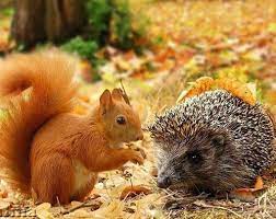 Білочка Шурка йде до школи by Alina - Ourboox.com