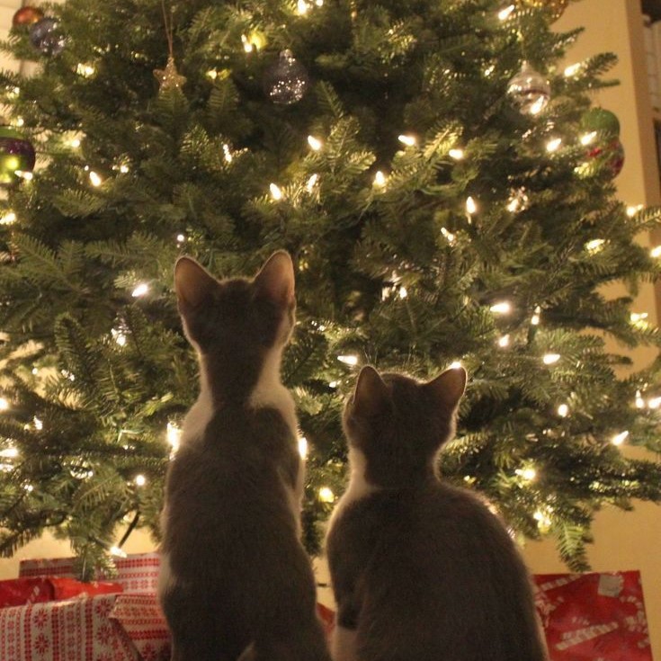 “Як я готуюсь до новорічних свят” Олександра Мисько та Дар’я Виджак by Oleksandra Mysko - Ourboox.com