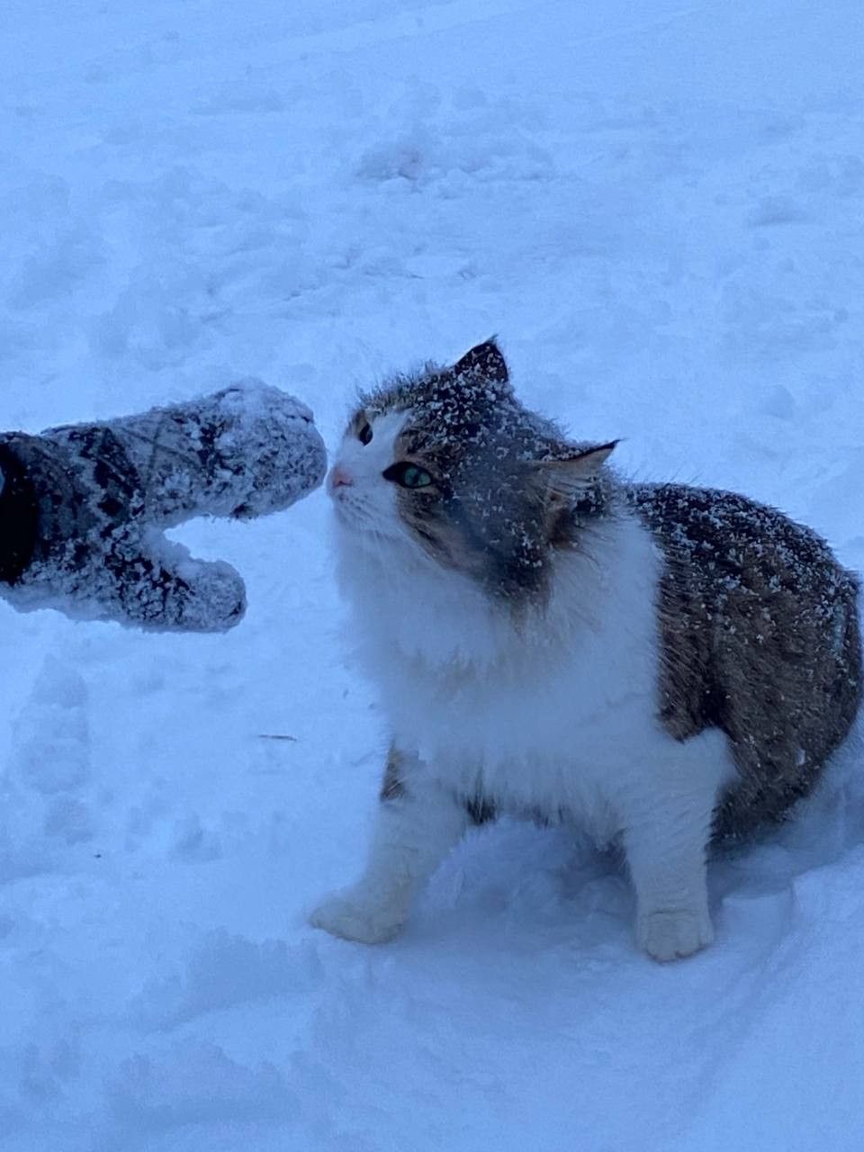 Як я готуюсь до новорічних свят(Чернюк Владислава та Христина Щербаченко) by Vladislava Cherniuk - Ourboox.com