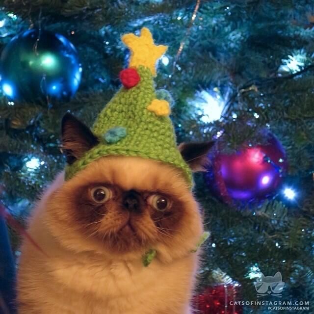 Як я готуюсь до новорічних свят(Чернюк Владислава та Христина Щербаченко) by Vladislava Cherniuk - Ourboox.com