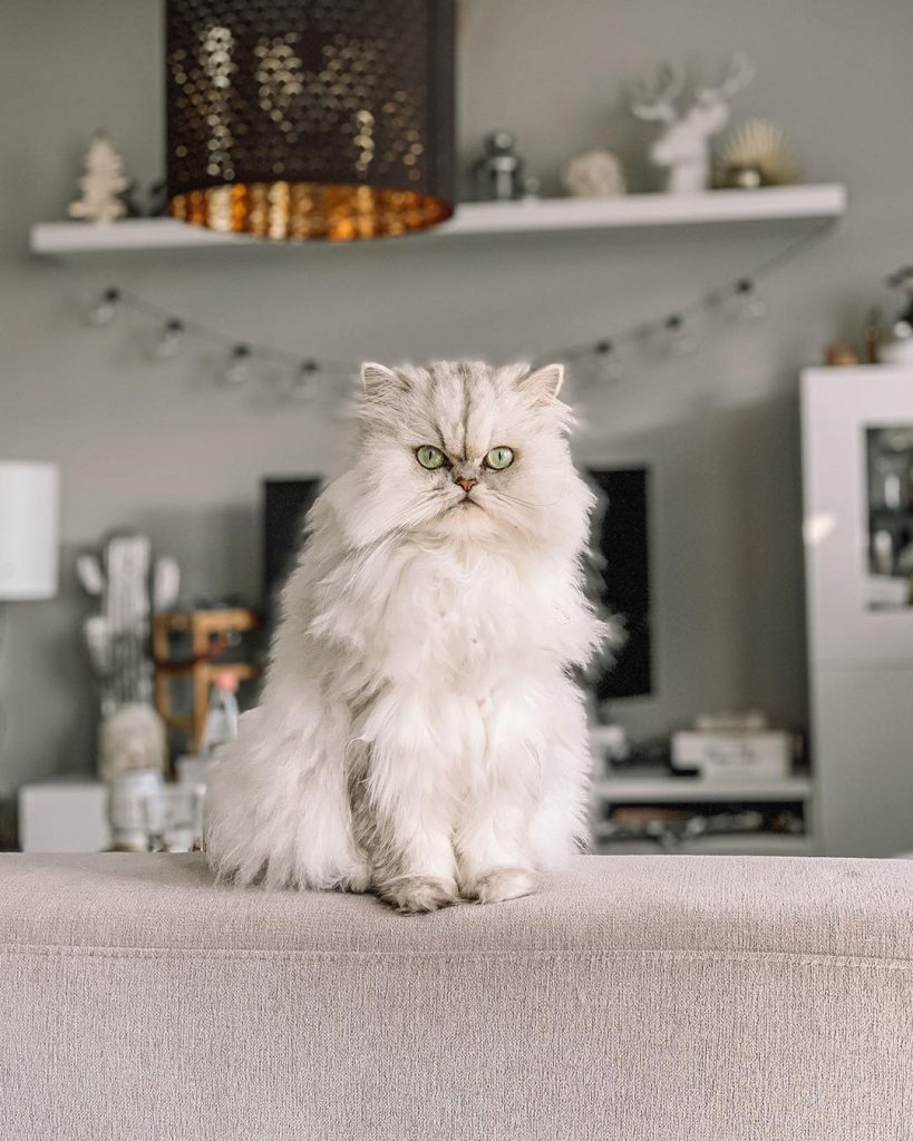 Такие разные кошки by Ekaterina Osnovina - Ourboox.com