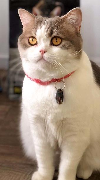 Такие разные кошки by Ekaterina Osnovina - Ourboox.com