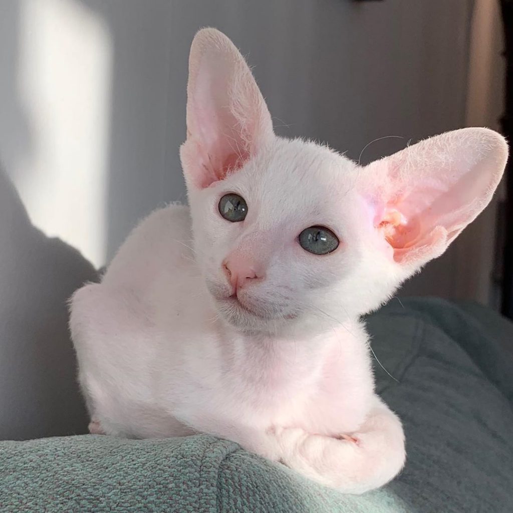 Такие разные кошки by Ekaterina Osnovina - Ourboox.com