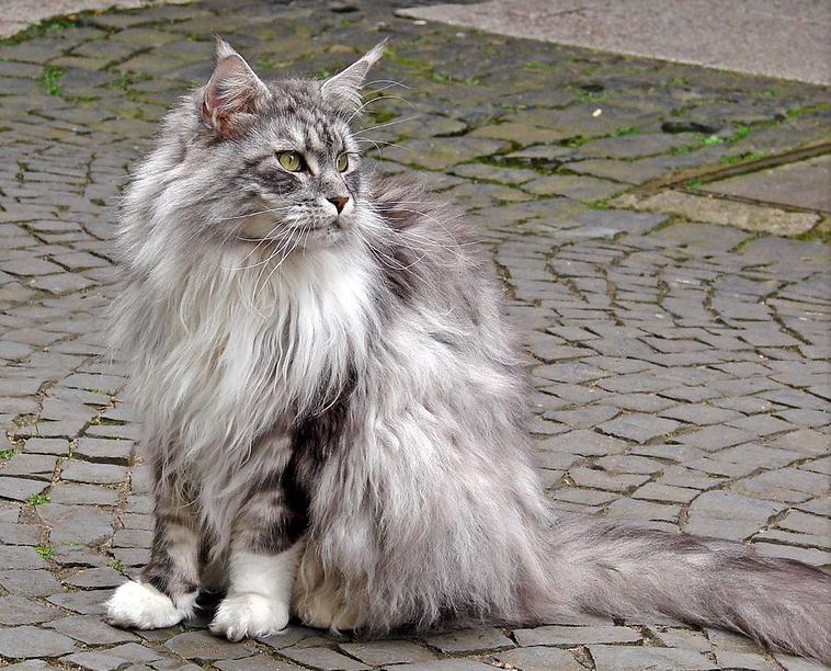 Такие разные кошки by Ekaterina Osnovina - Ourboox.com