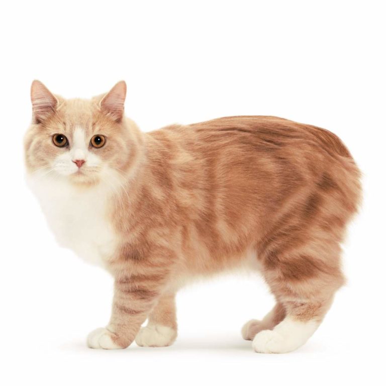 Такие разные кошки by Ekaterina Osnovina - Ourboox.com